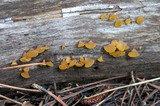 Guepiniopsis alpina image