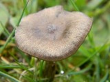 Entoloma sericeum image