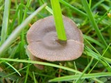 Entoloma sericeum image