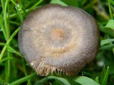 Entoloma sericeum image