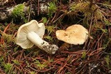 Tricholoma apium image