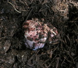 Hygrophorus purpurascens image