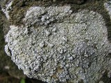 Aspicilia cinerea image