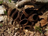 Urnula craterium image