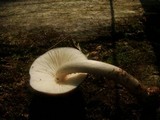 Pluteus petasatus image