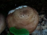 Pluteus petasatus image
