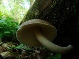 Pluteus petasatus image