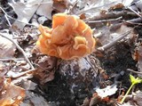 Gyromitra brunnea image