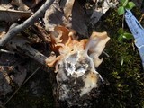 Gyromitra brunnea image