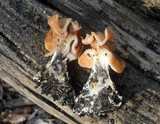 Gyromitra brunnea image