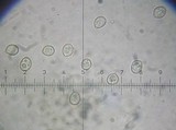 Pluteus romellii image