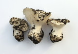 Hygrophorus subalpinus image