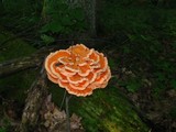 Laetiporus cincinnatus image
