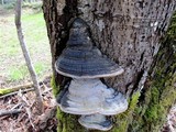 Phellinus igniarius image