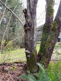 Phellinus igniarius image