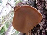 Phellinus igniarius image