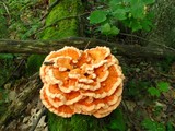 Laetiporus cincinnatus image