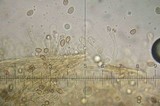 Hebeloma hiemale image