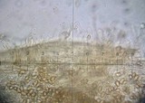 Hebeloma hiemale image