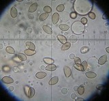 Hebeloma hiemale image