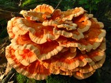 Laetiporus cincinnatus image
