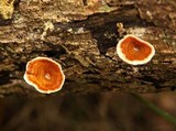 Microporus xanthopus image