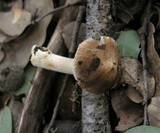 Inocybe kauffmanii image