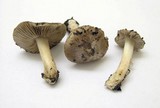 Inocybe kauffmanii image