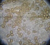 Inocybe kauffmanii image