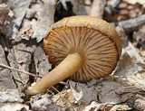 Tricholomopsis decora image
