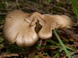 Entoloma vernum image