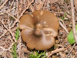 Entoloma vernum image