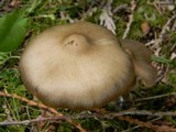Entoloma vernum image