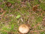 Entoloma vernum image
