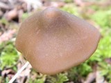 Entoloma vernum image