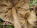 Entoloma vernum image