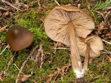Entoloma vernum image