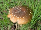 Amanita ameripanthera image