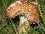 Amanita ameripanthera image