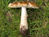 Amanita ameripanthera image
