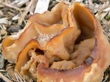 Peziza arvernensis image