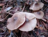 Entoloma vernum image