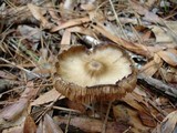 Entoloma vernum image