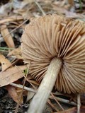Entoloma vernum image