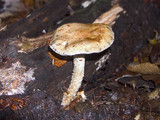 Stropharia hornemannii image