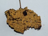 Pirex concentricus image
