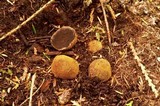 Elaphomyces muricatus image