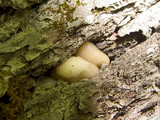 Kuehneromyces mutabilis image
