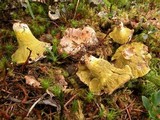 Hypomyces luteovirens image