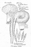 Hypomyces luteovirens image